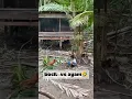 Download Lagu bocil vs ayam nagakak #bocil #ayam #chikenmemes #kids #shorts
