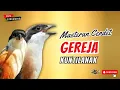 Download Lagu Masteran Cendet Isian Gereja Kuntilanak