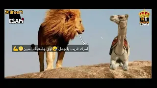 اسد وقال للجمل نفسي اسالك سؤالين 