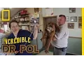 Bloodhounds vs Porcupine The Incredible Dr Pol