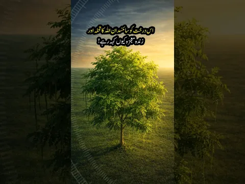 Why Scientists Are Declaring This Tree A Miracle
