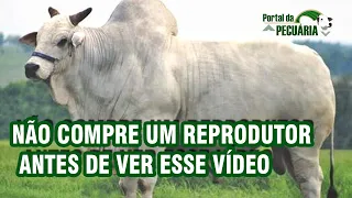 Não compre um reprodutor de bovinos de corte antes de ver esse vídeo.