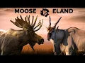 Moose vs Eland Which More Powerful and Stronger