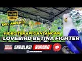Download Lagu SIMULASI GANTANGAN LOVEBIRD BETINA FIGHTER 100% AMPUH