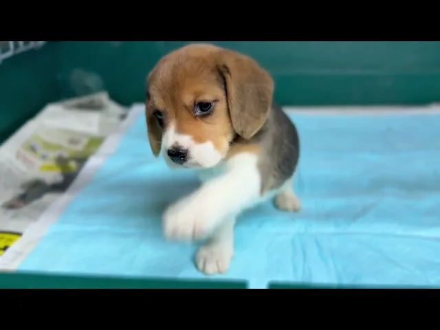 動画