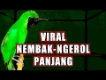 Lagu Masteran cucak ijo full isian menaikan emosi dan tembak an panjang bongkar materi