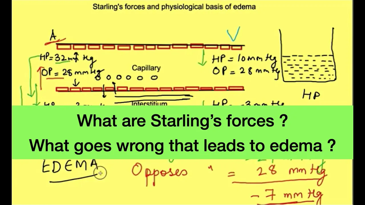 Starling forces: hydrostatic pressure vs oncotic pressure | Pathophysiology of Edema