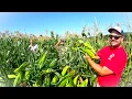 Download Lagu The SECRET side of vegetable farming