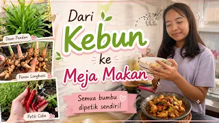 Dari Kebun ke Meja Makan ! Semua Bumbu Petik dari Kebun Sendiri - Rahasia Kebunku Berkembang