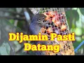 Download Lagu Umpan Pikat Tupai Paling Efektif