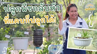 ปลูกพืชกลับหัว (สวนผักสวนครัวในพื้นที่แคบ) | Urban Gardening ปิ๊ง! ไอเดียปลูก