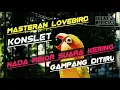 Masteran lovebird Konslet | Nada minor suara kering || Gampang di tiru.