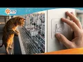 How to Install a Cat Safety Black Net for Balcony Pets Lovers PRO Tutorial