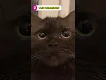 Download Lagu Types of Cat Bite And What They Mean! 🤔