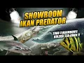 Download Lagu GILA !! SHOWROOM IKAN PREDATOR 50 JUTA - 50 RIBU ADA SEMUA BRO ! TERPANA MACEM LIHAT AURORA !!