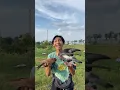 Lagu BOBY DAPET BURUNG ELANG