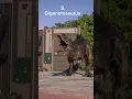 Top 10 Strongest Carnivore Dinosaurs Jurassic World Evolution 2