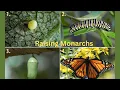 Raising Monarchs A Step-by-Step Guide