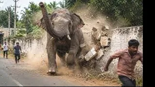 Most Amazing Elephant Encounters Caught on Camera | Real Footage