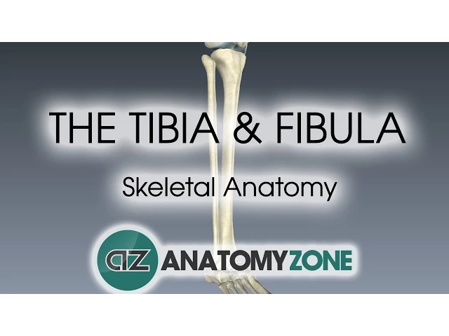 Tibia and Fibula: Skeletal Anatomy