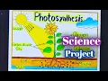 Photosynthesis Science Project Science Project Photosynthesis Project Drawing Science Exhibition
