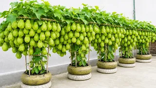 How to Grow Chayote Anywhere for a Surprisingly Big Harvest