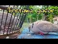 Download Lagu Tertawa gacor burung puter jantan || cocok buat melatih puter yang mogok gacor