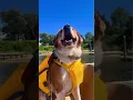 Download Lagu People ALWAYS Ask If Freedom Boat Club Allows Dogs