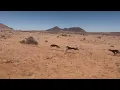 Download Lagu Saluki vs steenbok(Waldo kennel Saluki puppies #amaphisi#batsumi#bazingeli#subscribe#african hunters
