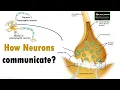 Anatomy of a Neuron How neurons communicate What is a Synapse Neuroscience biologyexams4u