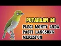 Download Lagu PANCINGAN PLECI MONTY CEPAT BUKA PARUH \u0026 NGALAS || CARA AGAR CEPAT PLECI MONTY BUKA PARUH