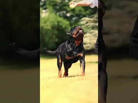 Rottweiler — One of the Strongest Dog Breeds in the World