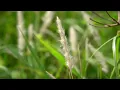 Download Lagu 1 Minute Relaxing Music - Peaceful Ambient - Stress Relief - Nature Background - Meditation #world