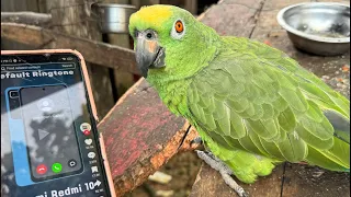 Mira que dice el loro 😱🦜🦜