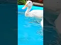 Download Lagu takutu ducks #duckshappiness #duckworld #duck #duckswimming #funny #shorts