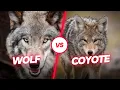 Wolf vs Coyote The 6 Main Differences Explained