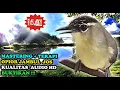 Download Lagu Opior Jambul Audio - Burung Masteran Kecil Paling Dicari