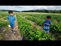 Download Lagu Kids Strawberry Picking Adventure in Stockholm