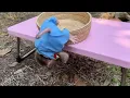 Download Lagu Oh No...!!!! Baby Monkey Titas Falling Down From Table While Mom's Working