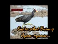 Download Lagu Suara pikat Burung,Ayam-ayaman..