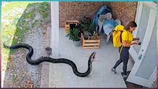 Delivery Drivers vs Animals | When Things Go Wrong