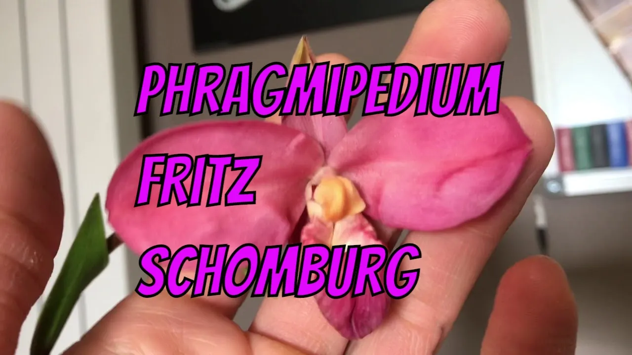 ORCHIDEEN PHRAGMIPEDIUM FRITZ SCHOMBURG