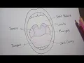 Human Tonsils Diagram Label Drawing Tonsils Science Drawing Human Tonsils