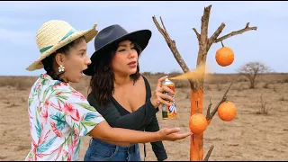 Pintaron Naranjas en un árbol falso para Vender su Terreno más Caro.