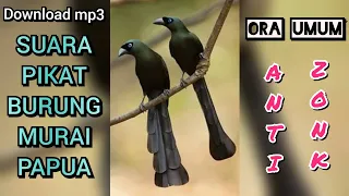 Download download SUARA PIKAT burung MURAI PAPUA ora umum ANTI GAGAL MP3