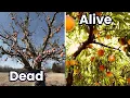 How i Revitalized my dead peach tree