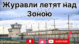 Песня Журавли летят над зоною 