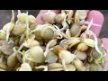 How to sprout lentils for your chickens