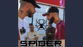 Spider 