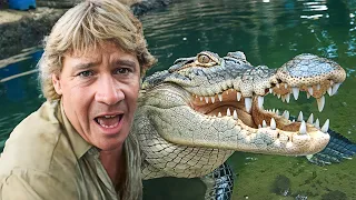 the real reason behind the crocodile hunters death